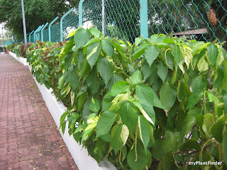 MY PLANT FINDER | Plant Guide: Acalypha wilkesiana 'Java White'