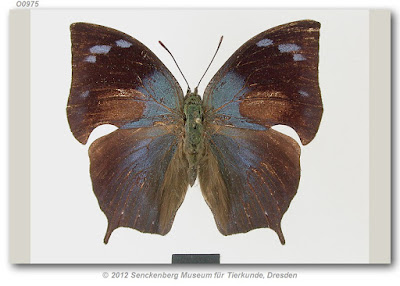 Mariposa azulina (Memphis moruus)