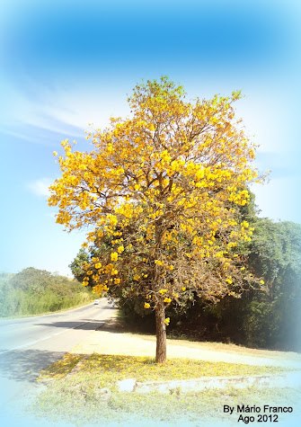 Meu Cantinho Verde: IPÊ- AMARELO - ( Tabebuia )