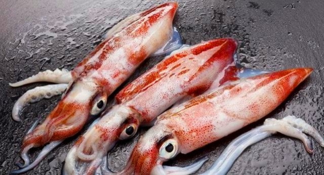 Umpan Mancing di Malam Hari Umpan Mancing di Malam Hari