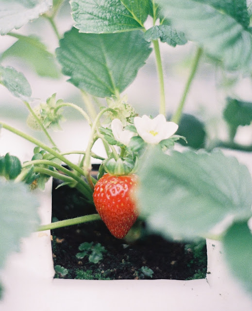 alt="strawberry,home garden,gardening,plants,fruits"