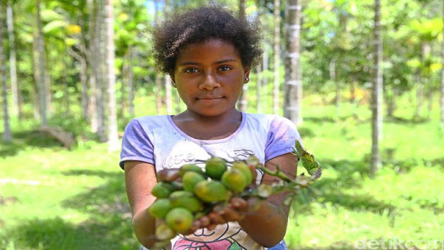 Manfaat Buah Pinang Papua