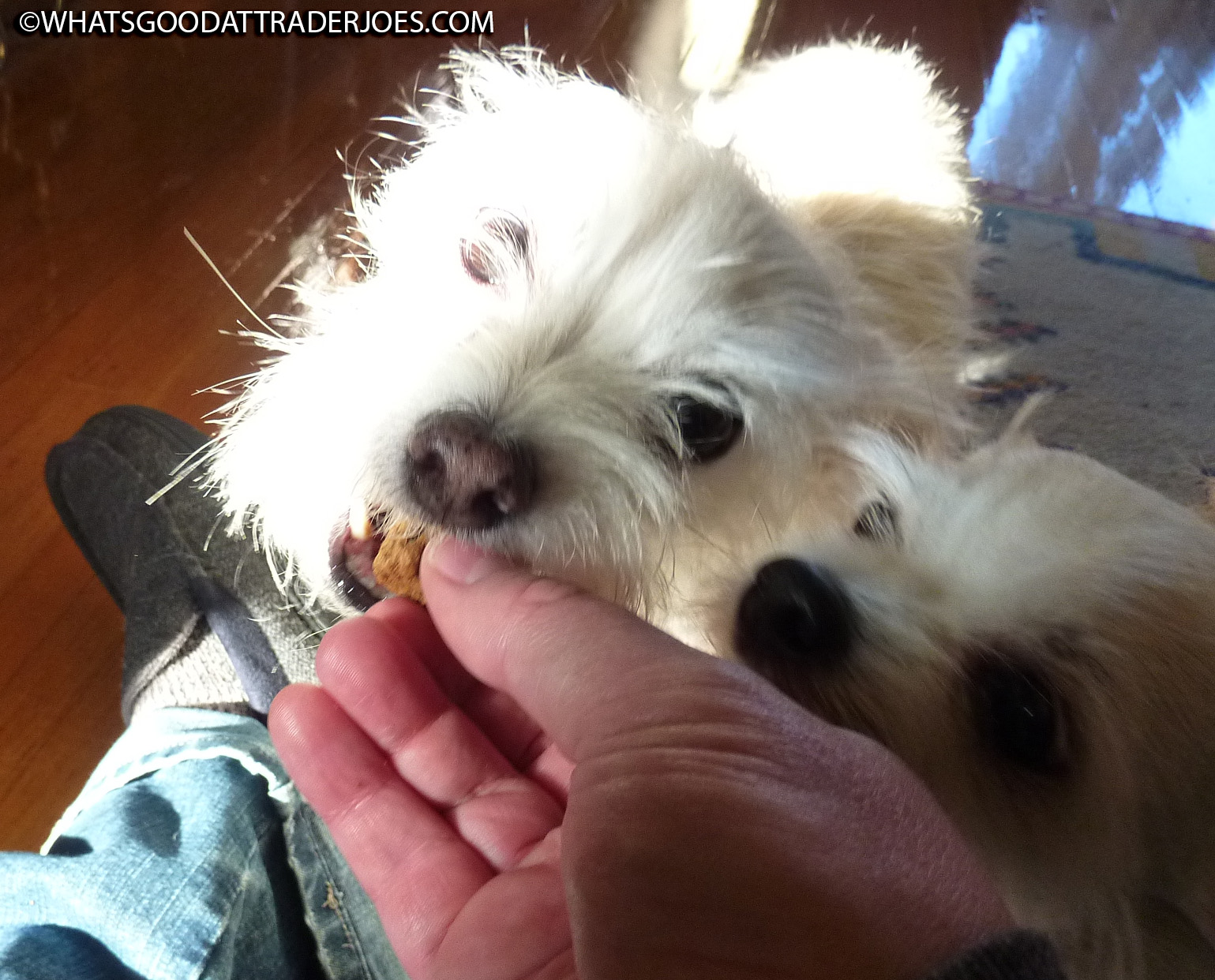 What's Good at Trader Joe's? Trader Joe's Pumpkin Maple Bacon Flavored