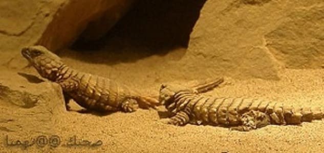 كيف التخلص من الوزغ البوكشاش Youtube