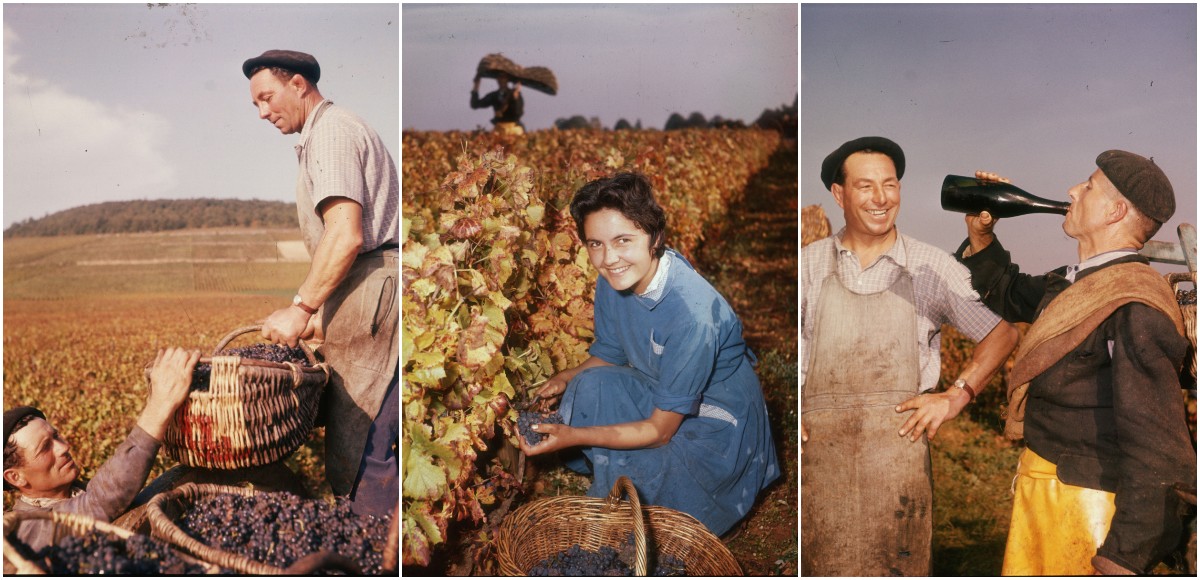 Vinification Wonderful Color Photographs Capture the Process of