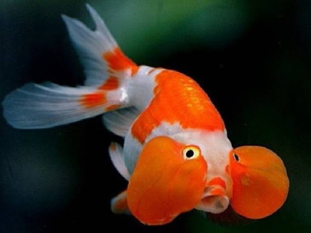 Пузыреглаз — удивительная золотая рыбка»