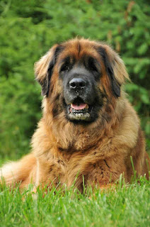 Leonberger de las razas de perros más grandes