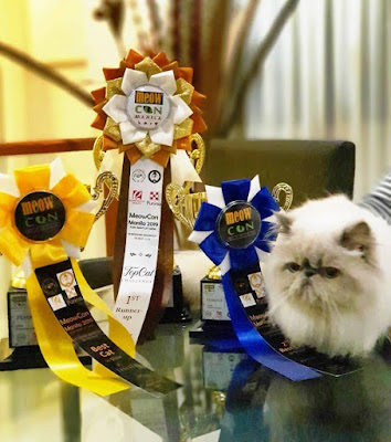 A beautiful cat with three cat show award ribbon during Meowcon 2019 A beautiful cat with three cat show award ribbon during Meowcon 2019