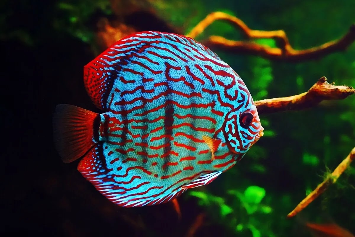 Blue Discus Symphysodon aequifasciatus haraldi