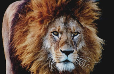 Lion Images Lion Images