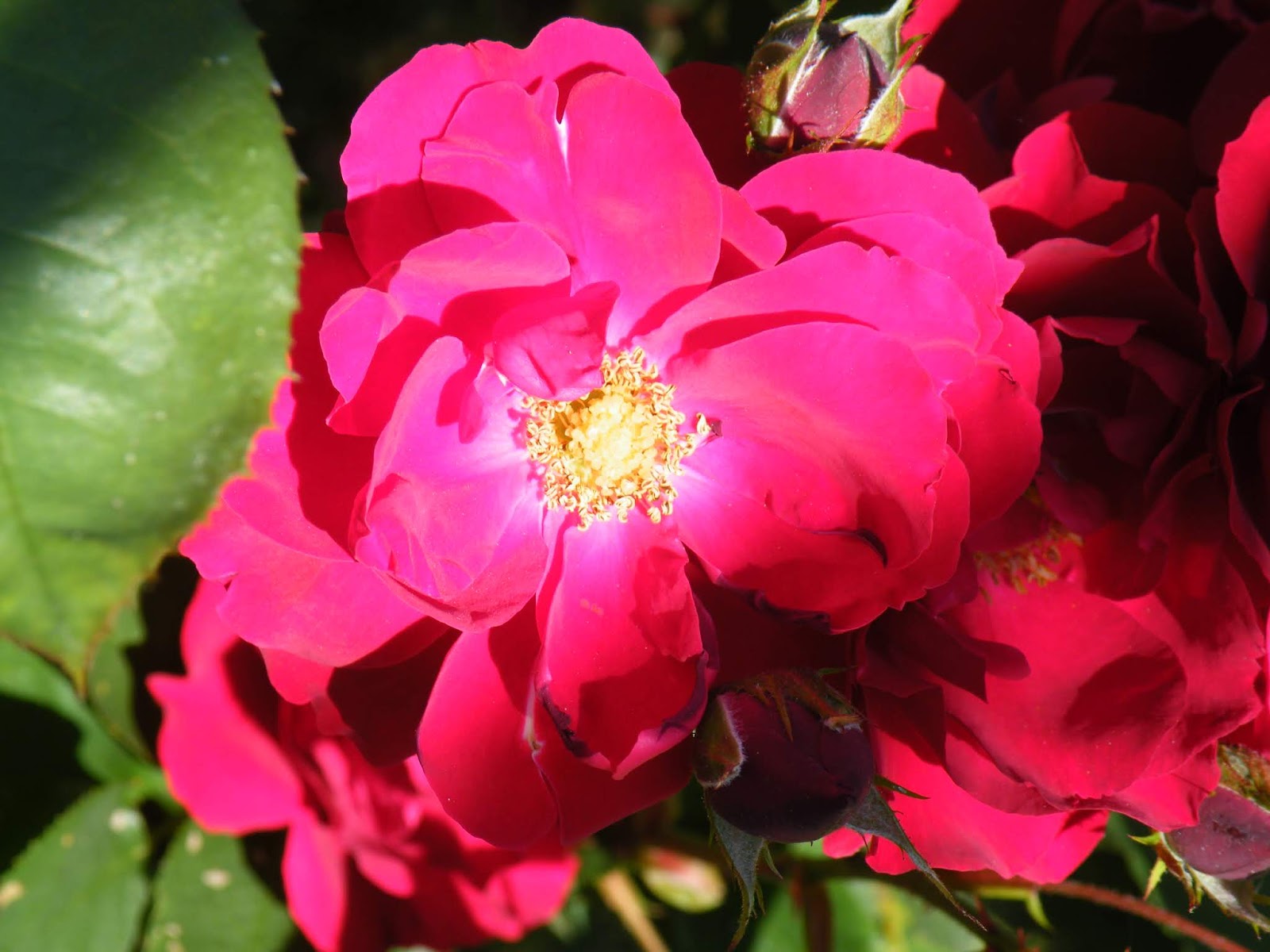 du-four-au-jardin-et-mes-dix-doigts: roses encore