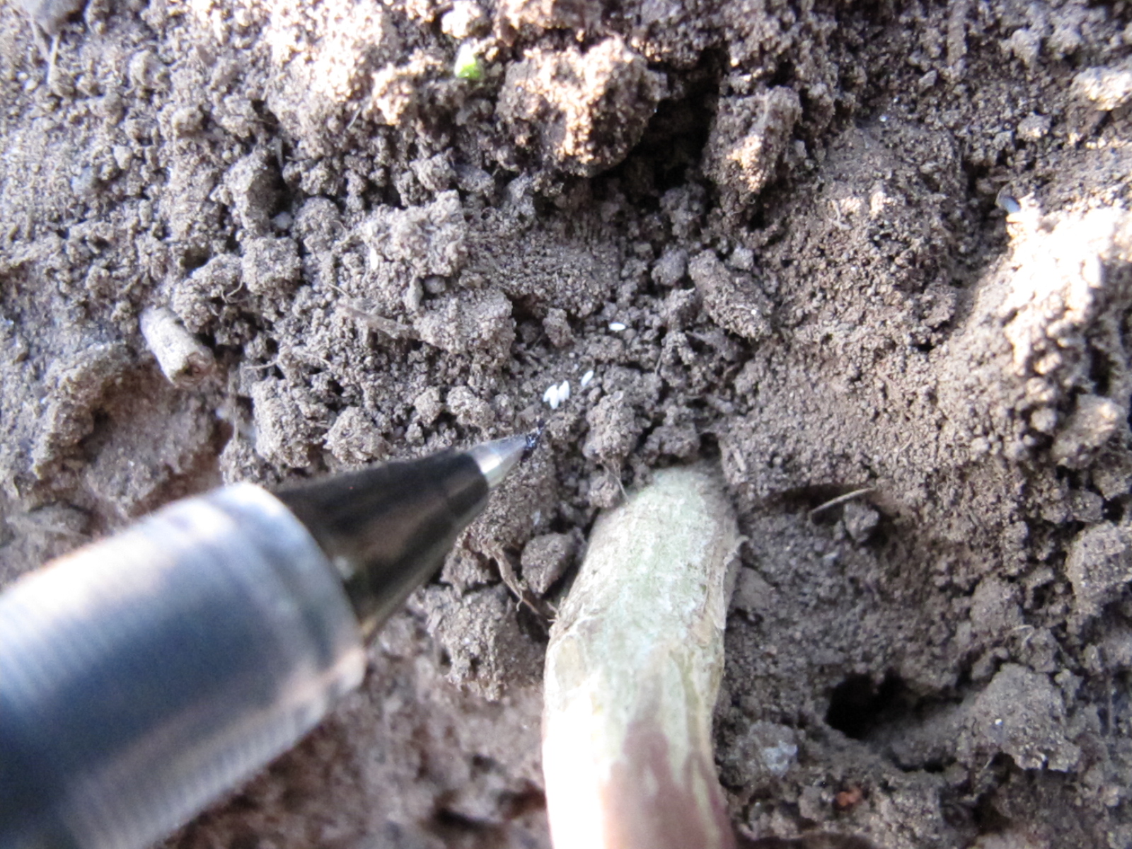 Bea that as it Mae.....: How to Control Cabbage Root Maggots (and other ...