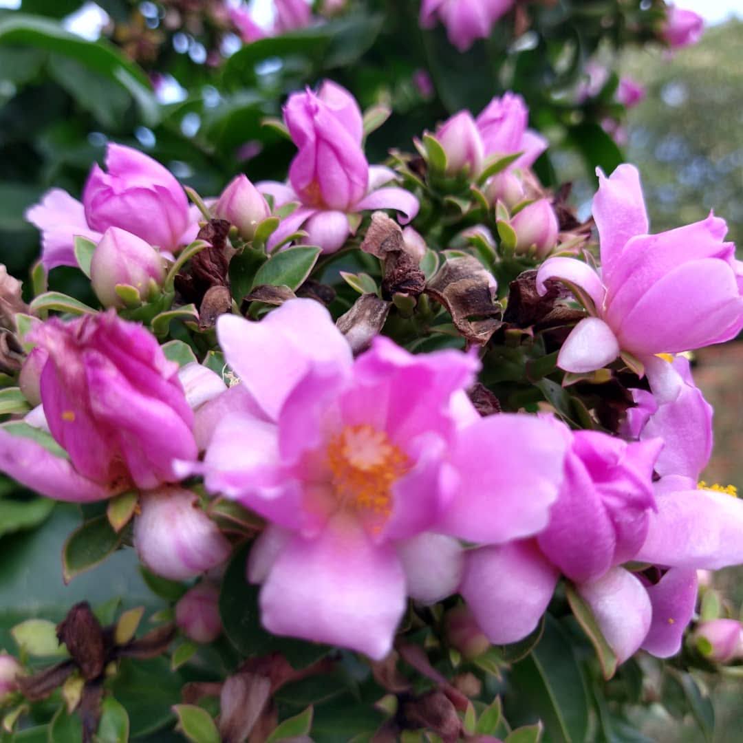 Estágio no Sítio dos Herdeiros: Ora-pro-nobis da flor rosa Ora-pro-nóbis  arbórea (Pereskia grandifolia Haw.)