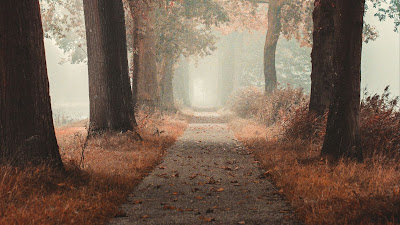 Autumn, fog, trees, forest, alley, road