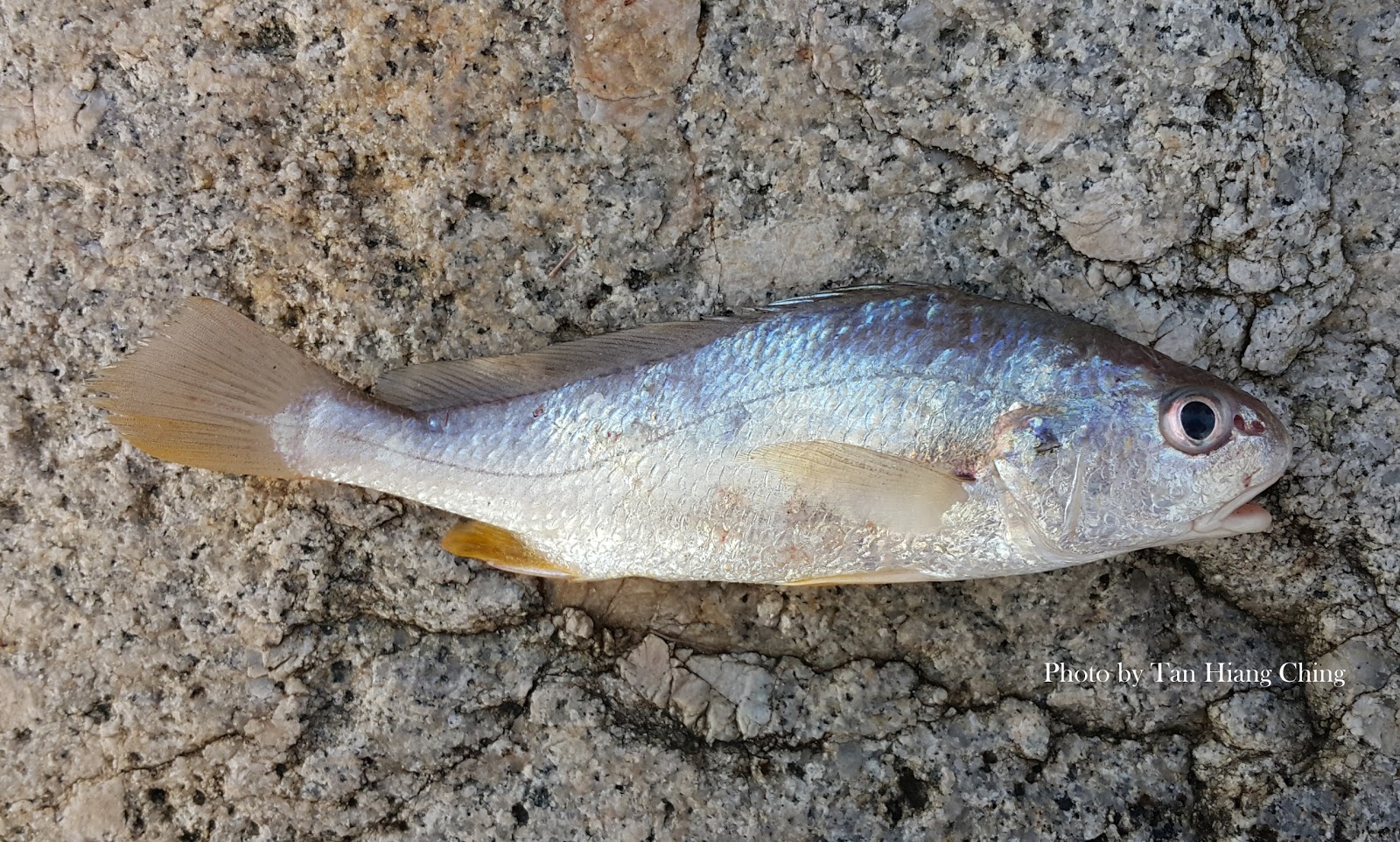 Gelama fish