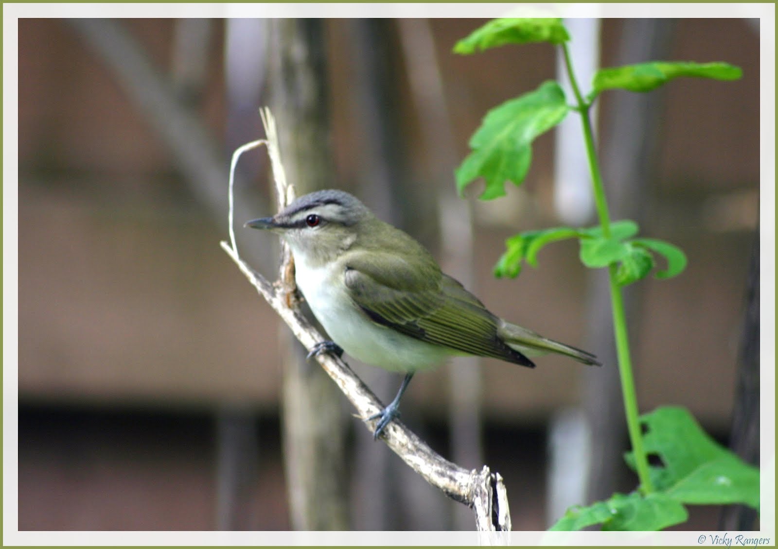 La faune et la flore du Québec en photos Viréo aux yeux rouges, Vireo
