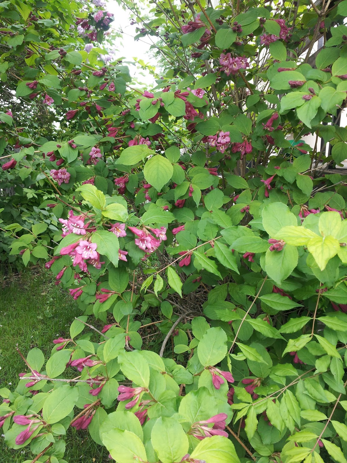 Renaissance Men The Best Ornamental Shrubs For Calgary