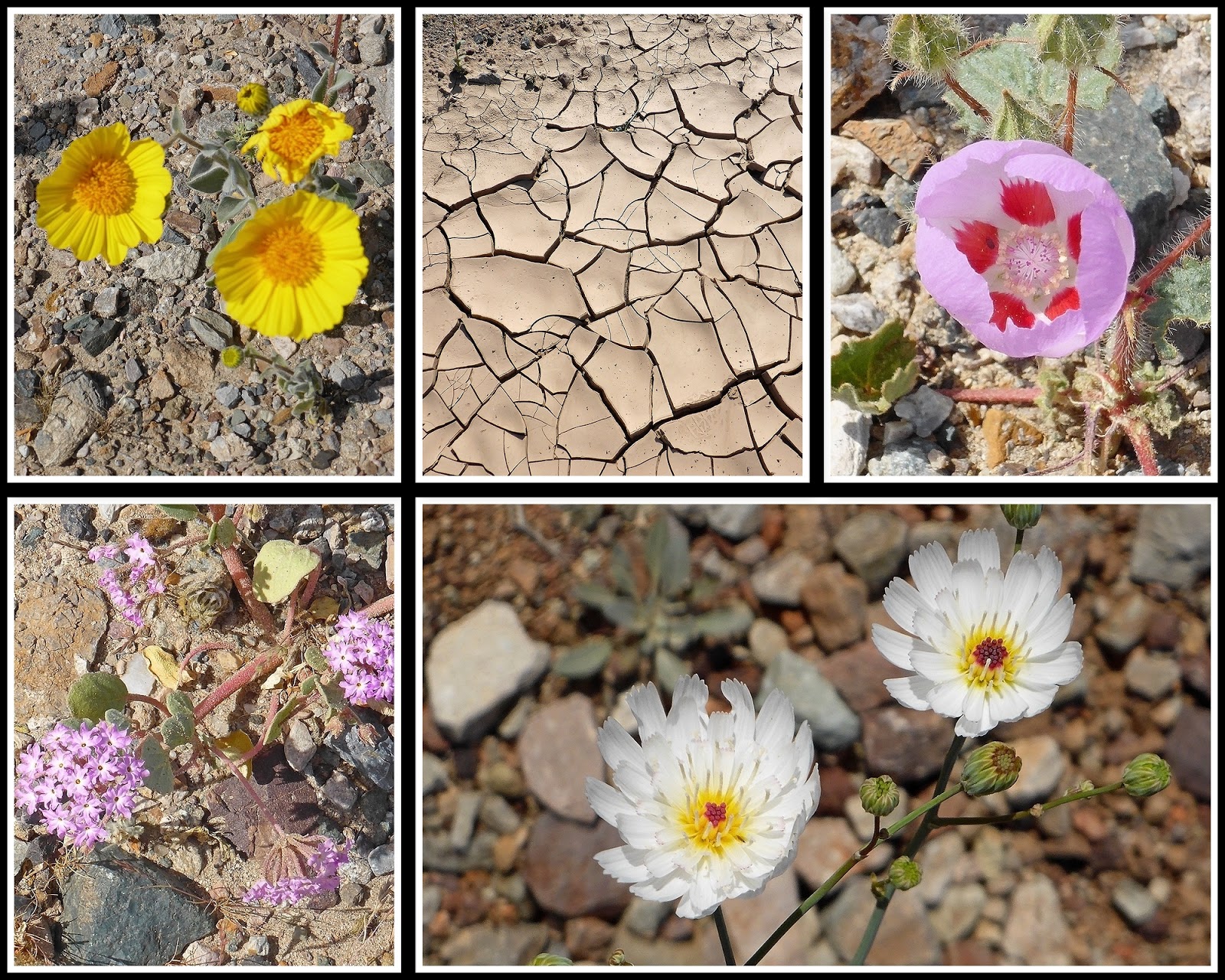 Ken's Photo Gallery Death Valley National Park Flora