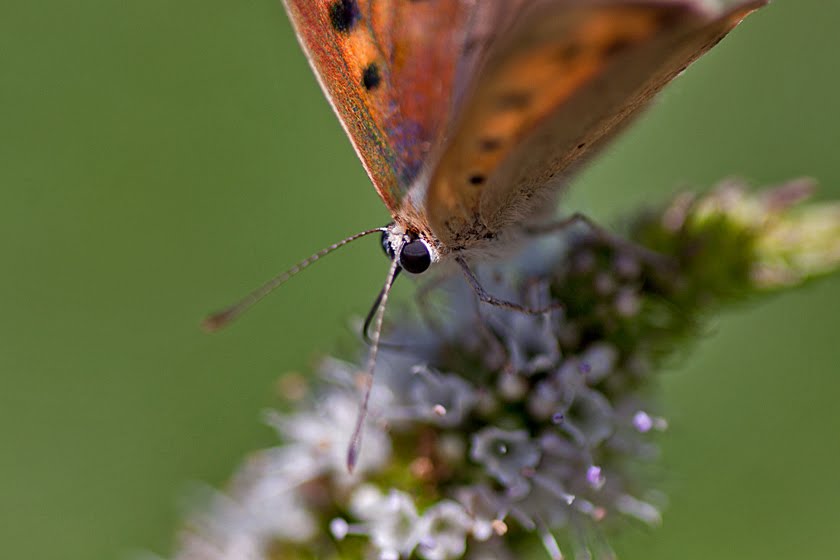 Mint Attracting Insects at Home Focusing on Wildlife