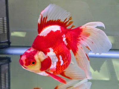 Gambar Ikan Koki