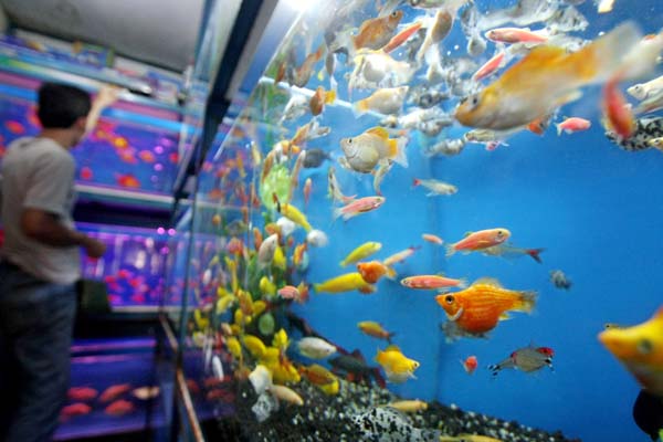 Photo Belajar Perawatan Ikan Hias