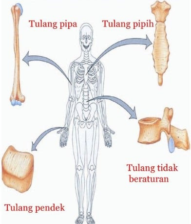 edukasi bersemi: Manusia dan Lingkungan Pembelajaran 1