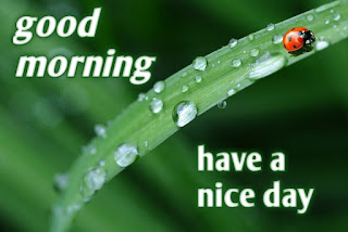 Good morning images for whatsapp in hindi used for ladybird