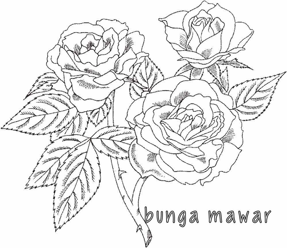 Cara Mewarnai Bunga Mawar Dengan Pensil Warna Menggambar Bunga Mawar jpg (999x864)