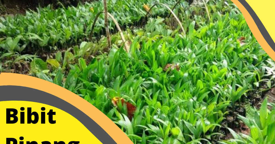 Jual Bibit Pinang BetaraJual Bibit PinangJual Bibit Jual Bibit Pinang BetaraJual Bibit PinangJual Bibit