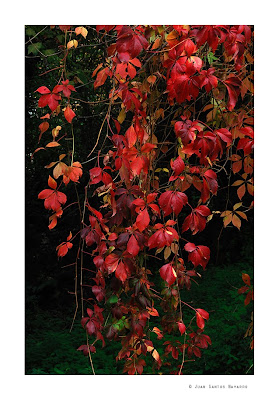 JUAN SANTOS-LUZ NATURAL BLOG: ¿Malas hierbas?