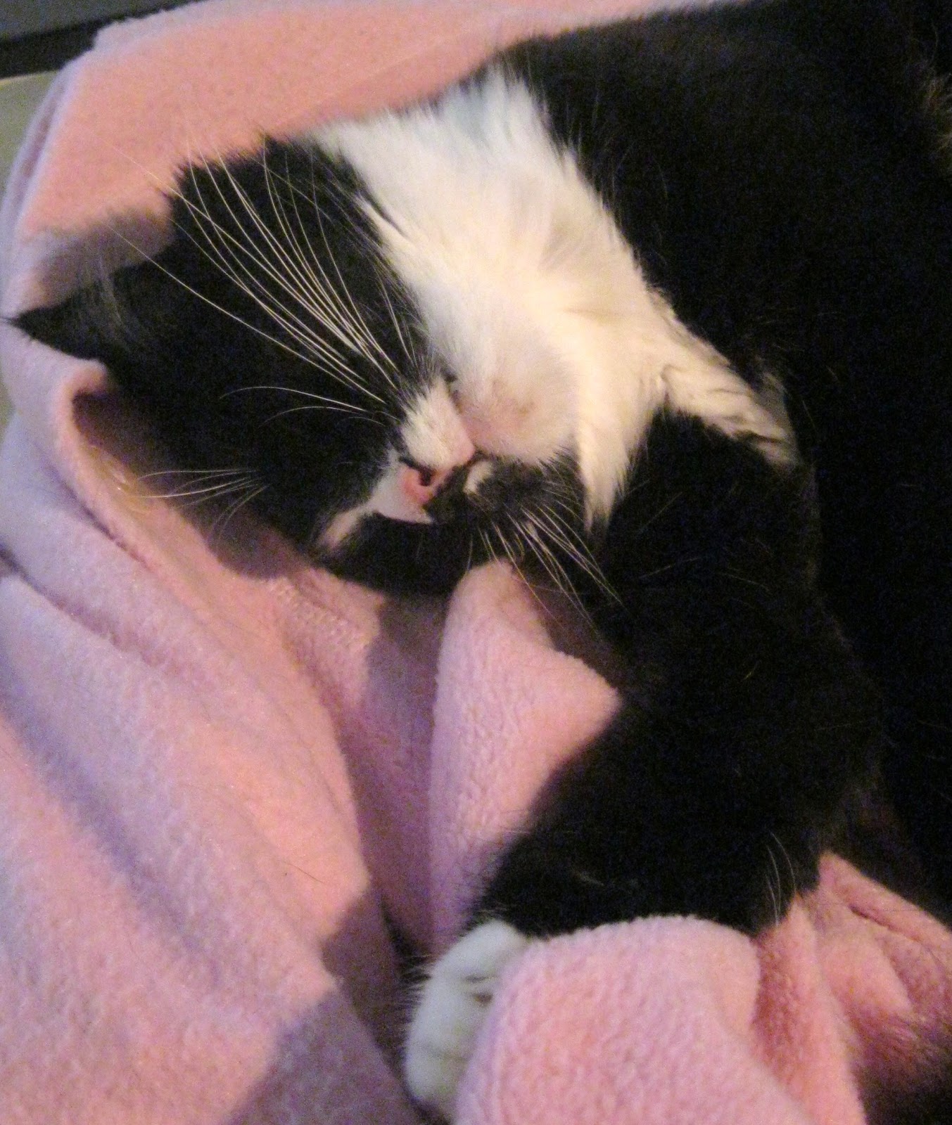 STITCH AND SOW the handwork of home and garden Head down, bum up