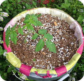 http://backyardchickenlady.blogspot.com/2014/09/discovery-of-volunteer-tomato-plant-in.html