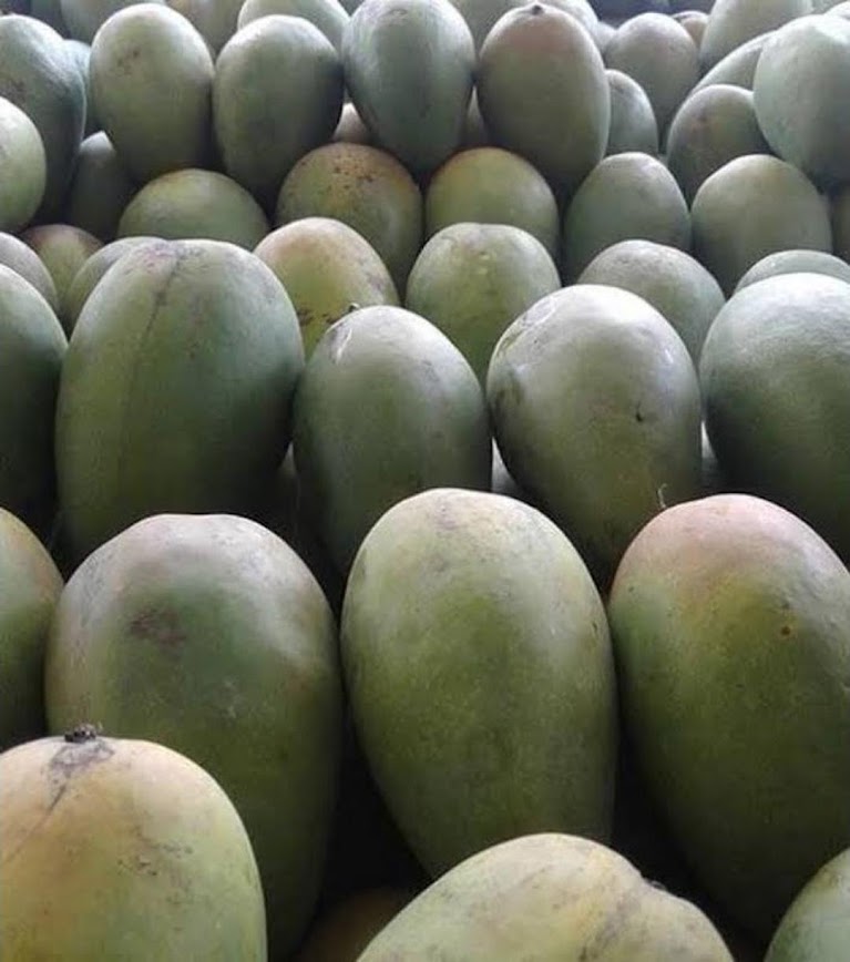 Bibit Buah Mangga Aromanis Gorontalo