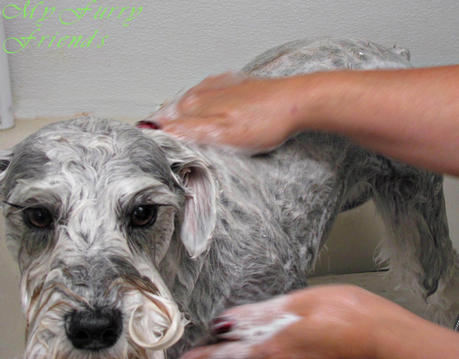 Grooming Your Furry Friend Why Does It Cost So Much To Have My Dog