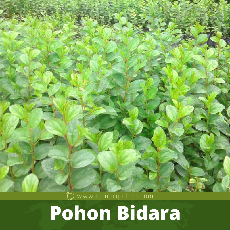 Bibit Pohon Bidara