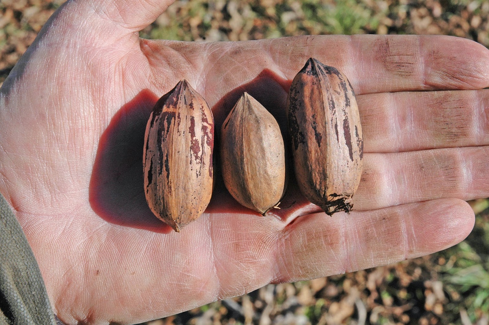 Northern Pecans Mohawk A precautionary tale