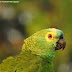 Dia das aves serve de alerta para um crime ambiental: o tráfico de animais silvestres