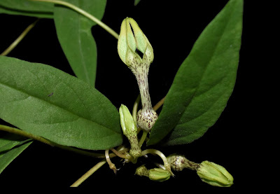 [Botany • 2021] Ceropegia ansariana (Apocynaceae: Asclepiadoideae: Ceropegieae) • A New Species from Mizoram, Northeast India