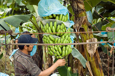 How to Harvesting a banana, picking bananas, Bananas, bananas crop, Banana Facts, banana season, time to picking banana