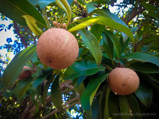 Manilkara Zapota Or Sapodilla Fruit On The Tree In The Farm Area At The Village Ringdikit North Bali Indonesia
