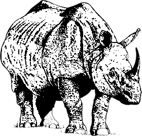 Badak sumbu mati ketika demo