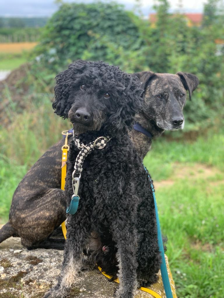 Der Pfotenblog Rund um den Hund