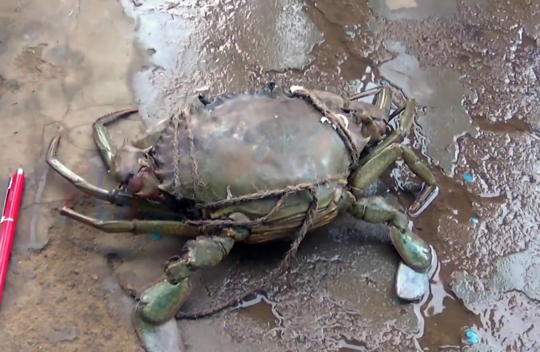 Tips to Buy Mud Crab Singapore Best Product Live Fresh Mud Crabs, Mud