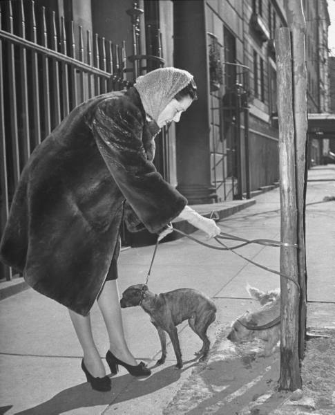The Passion of Former Days: Dogs of New York City