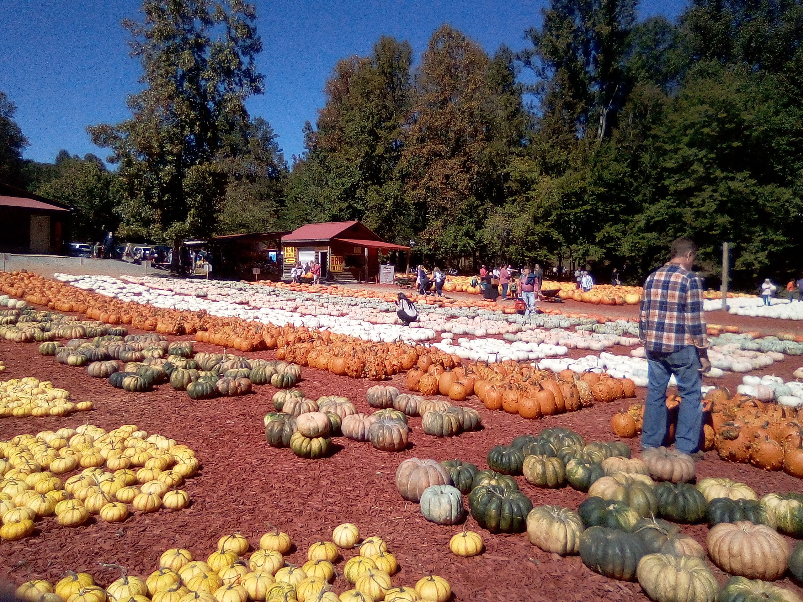 Another Mile Another Destination Blog Burt’s Pumpkin Farm, Dawsonville