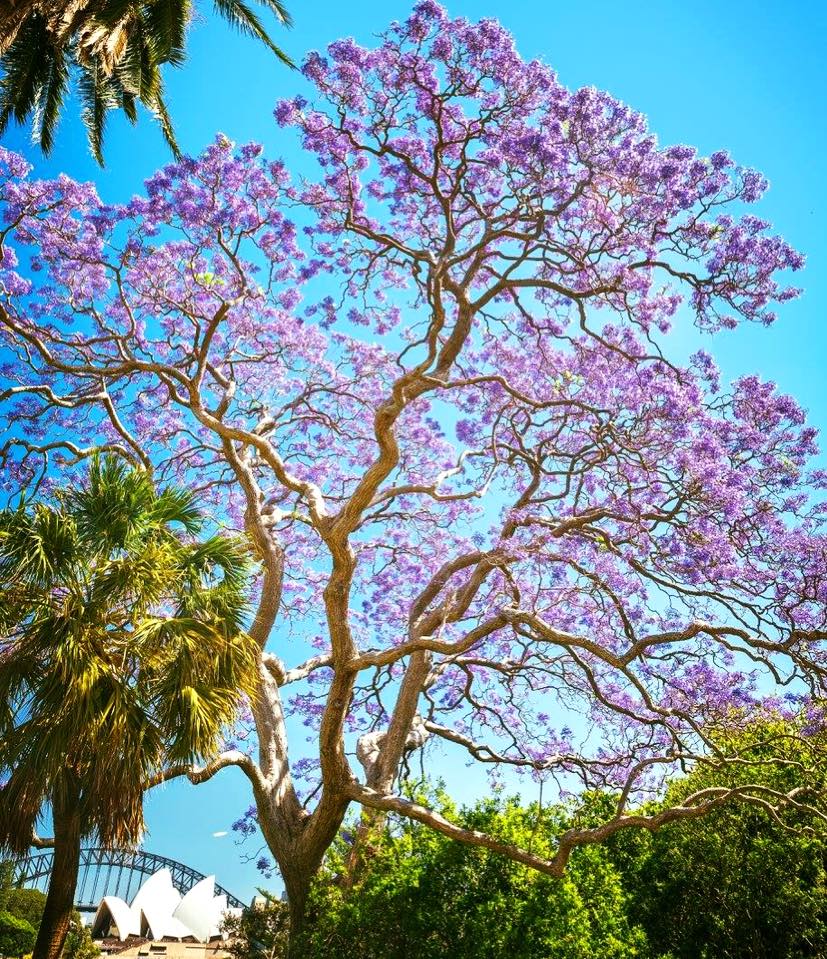 Цветущие деревья австралии Цветущие деревья австралии