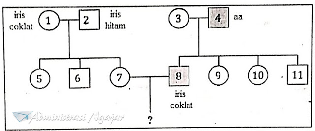 Pembahasan Soal Unbk Biologi Sma Ma Tahun 2019 Bagian 4 Administrasi Ngajar