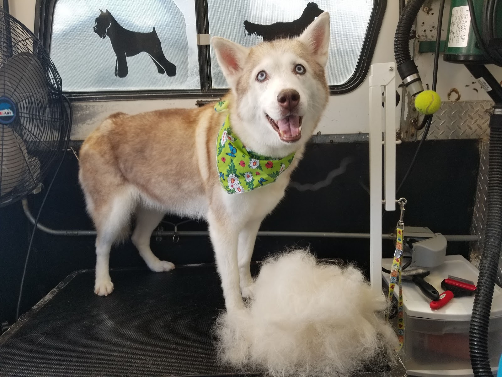 AZ Pet Stylist, Inc. Baths