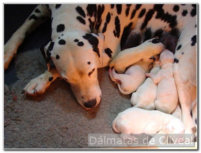 camada de dálmata junto a su madre el primer día de vida