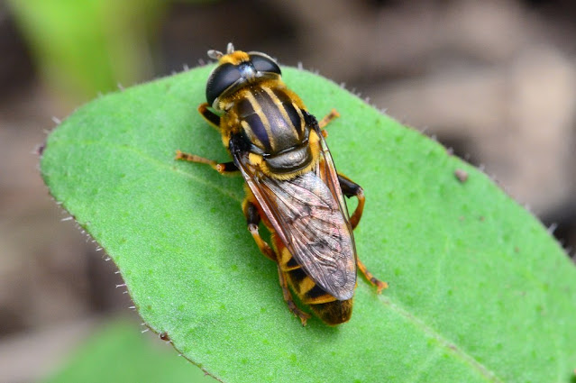 Merodon avidus Merodon avidus